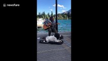 Dog sings along with his busking human