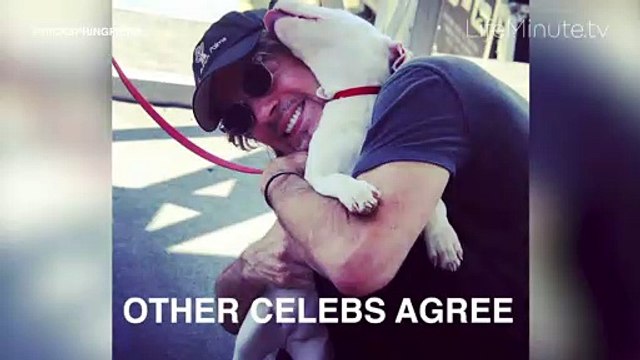 New Movie A Dog's Way Home Stars Ashley Judd and Bryce Dallas Howard