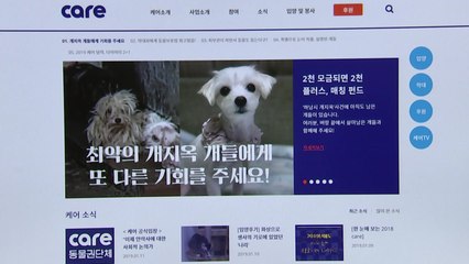 "실적 위해 구조했다가..." 개 수백 마리 안락사 논란 / YTN
