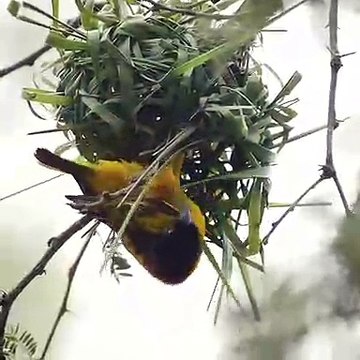 Wow! The bird builds the nest so well