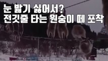 [자막뉴스] 눈 밟기 싫어서? 전깃줄 타는 원숭이 떼 포착 / YTN