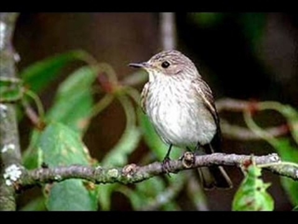 Gobe mouche gris