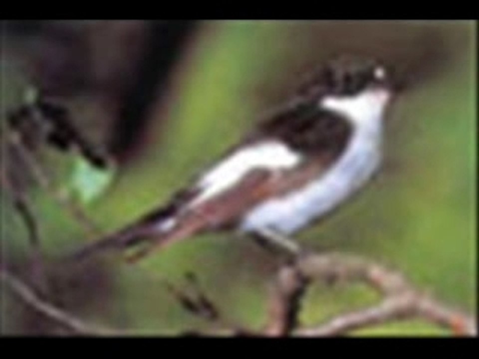 Gobemouche noir