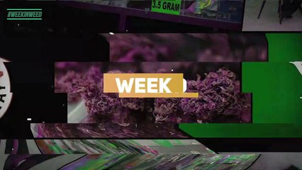 This Week in Weed: Can The Black Market Be Stopped?