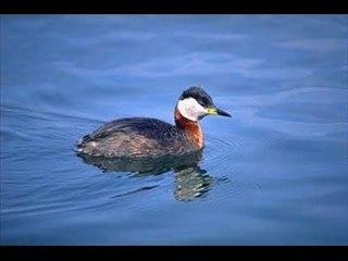 Grebe jougris