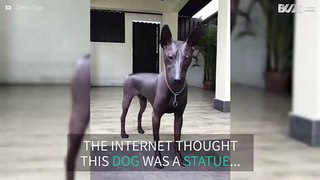 Dog is mistaken for a statue!