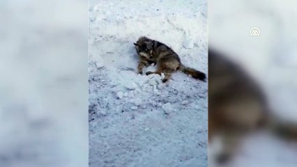 Yaralı kurt tedavi altına alındı - ARDAHAN