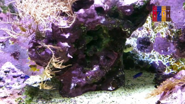 B13- Shy Hamlet, Four Eye Butterflyfish, Yellowhead Jawfish, Chalk Bass, Slender Filefish, Arrow Crab, Gorgonia, Neon Goby, Blackcap Bass Let,