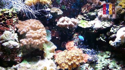 B17- Bangui Cardinal, Orange Clownfish, Sunrise Dotty Back, Randall´s Prawn-goby, Elegant Fire Fish, Picturesque Dragonet, Flame Hawk Fish, Blue Devil, Demoiselle Blue, Cleaner Wrasse, Bristle-Tail File-Fish, Feather Duster,