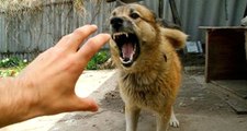 Köpek Saldırılarıyla İlgili Veteriner Hekimler Odası Başkanı Hüseyin Tanrıverdi'den Uyarı: Saldırılar Artabilir