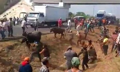 Kamyonlar çarpıştı, bölgede yaşayanlar boşta kalan hayvanları kaçırdı