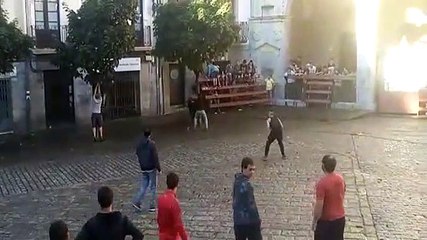 Il fait le malin avec un taureau et va vite le regretter !