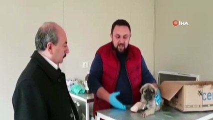 Bacağını araba ezen yavru köpeğe belediye sahip çıktı