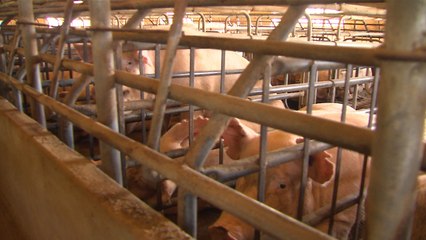 내년부터 돈사 신축 때 밀폐형 의무화...악취민원 절반 줄인다 / YTN