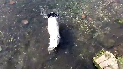 Sprocker spaniel cooling off in a river