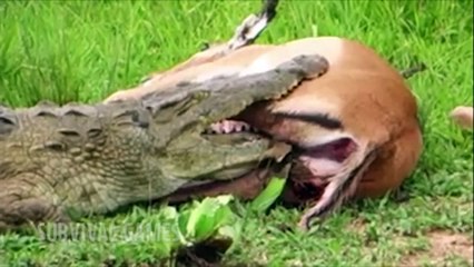 IMPRESIONANTE; BEBES ANIMALES DEVORADOS VIVOS DEVIATED LIVE ANIMAL BABIES