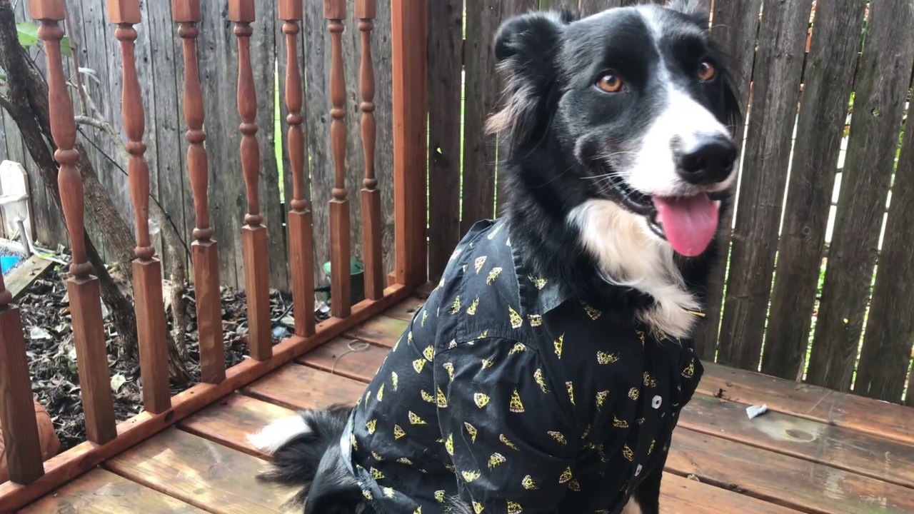 Best Pet Channel 2019