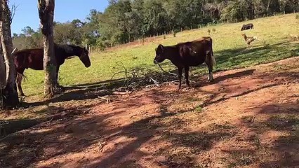 Video Cavalo e Vaca no Pasto