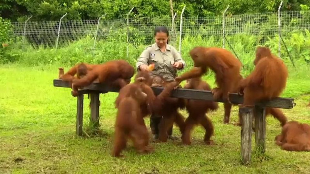 Borneo: Refugium für bedrohte Orang-Utans