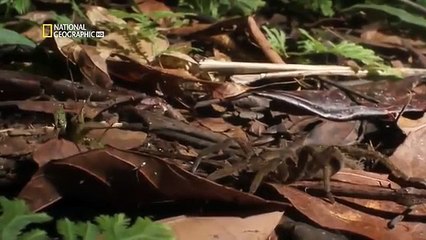 حيوانات العالم الأشد فتكاً