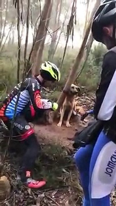 Des cyclistes sauvent un chien abandonné et attaché à un arbre en pleine foret