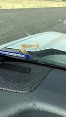 Il trouve un enorme serpent sur le pare-brise de sa voiture... Flippant