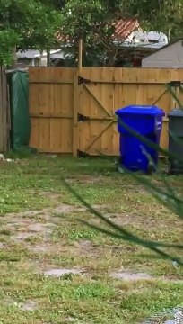 Electrocuté, cet oiseau tombe du pilone electrique et se réanime !