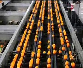 كل يوم يعرض تقرير حول التنمية الزراعية منذ تولى الرئيس السيسى الحكم