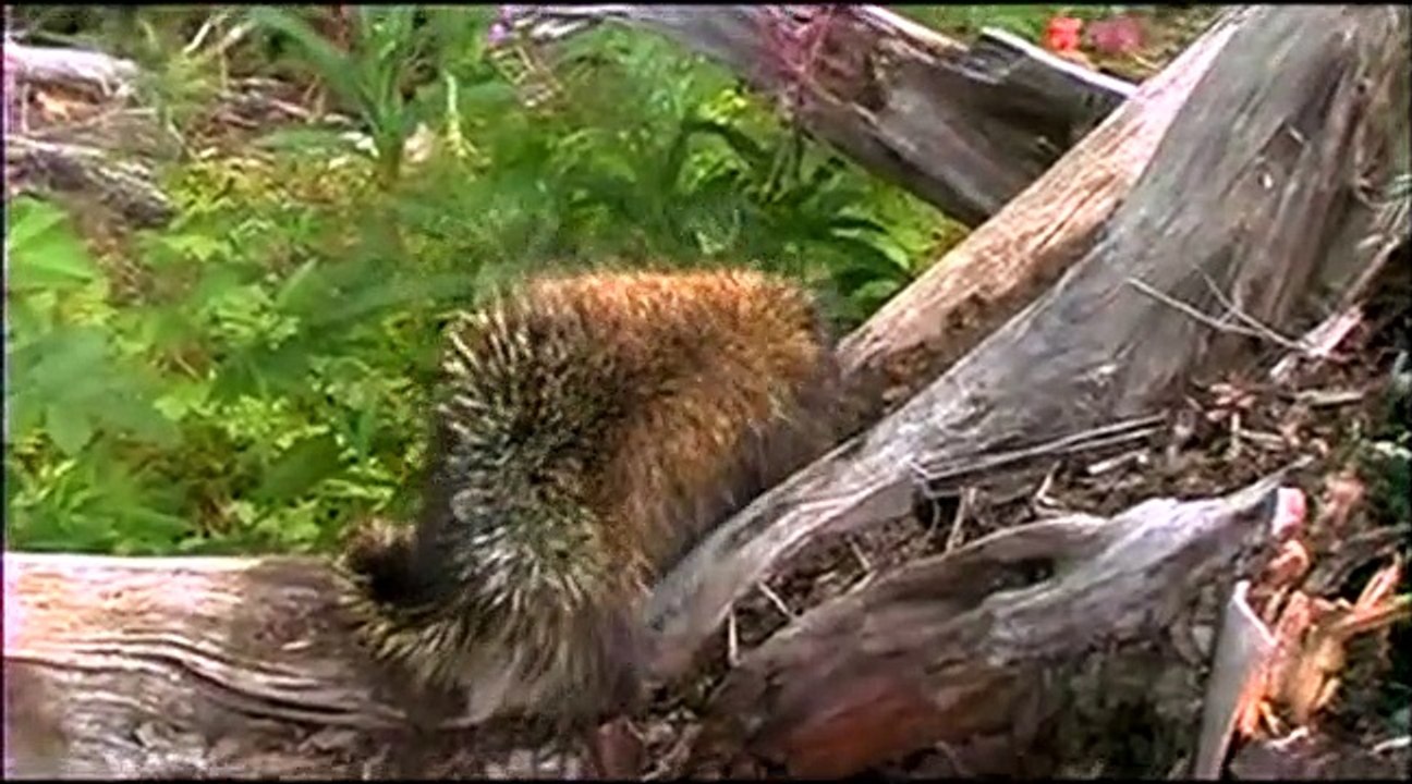 Wildboyz S01 E06