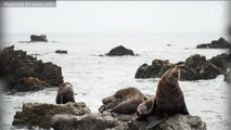 40 Stranded Seals Are Stuck In A Canadian Town