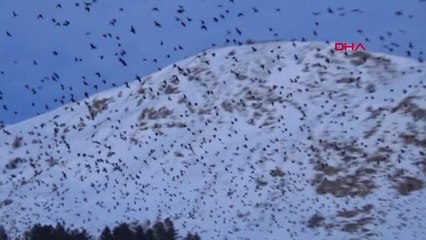 Sivas Kargaların Gökyüzündeki Dansı, İlgiyle İzlendi