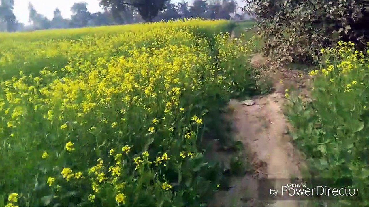 greenery(1)_HD