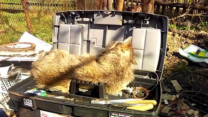 Un chat aime sa caisse à outils