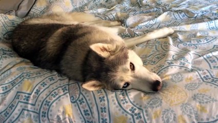 Quand ton chien ne veut pas se lever du lit