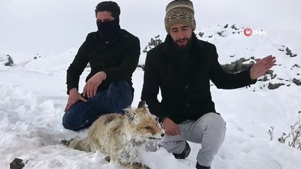 Çaldıran'da Sibirya soğukları bir tilkinin telef olmasına neden oldu