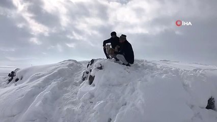 Çaldıran'da Sibirya Soğukları Bir Tilkinin Telef Olmasına Neden Oldu