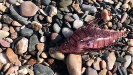 Ege denizinde kırmızı alarm