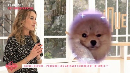 Clique Report : Pourquoi les animaux controlent Internet ? - Clique Dimanche - CANAL+
