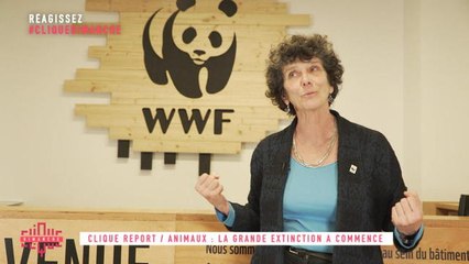 Clique Report / Animaux : La grande extinction a commencé - Clique Dimanche - CANAL+