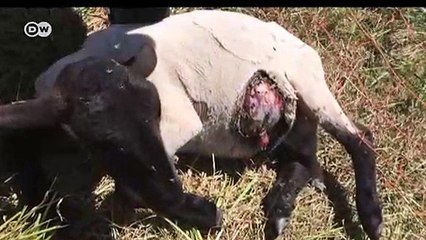 Deutschland: Weniger Schutz für den Wolf? | DW Nachrichten