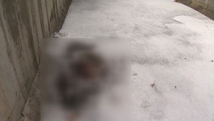 국내 최대 산양 서식지서 죽은 산양 잇따라 발견 / YTN