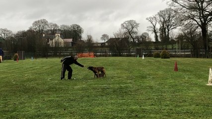 Concours de Ring : obéissance et défense