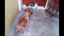 猫を怒らせた犬