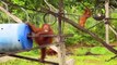 Orphaned orangutans learn forest skills at rehab centre