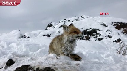 Çaldıran'daki soğuk tilkiyi dondurdu