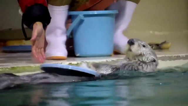 Une petite loutre en mode Batteur de Rock! Trop mignon