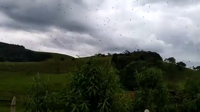 Des milliers d'araignées dans le ciel brésilien... Terrifiant
