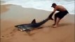 Un touriste brésilien sauve un requin échoué sur la plage
