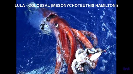 5 incríveis criaturas da zona abissal.