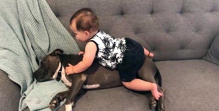 Mignon ou terrifiant, ce bébé qui joue sur ce gros chien
